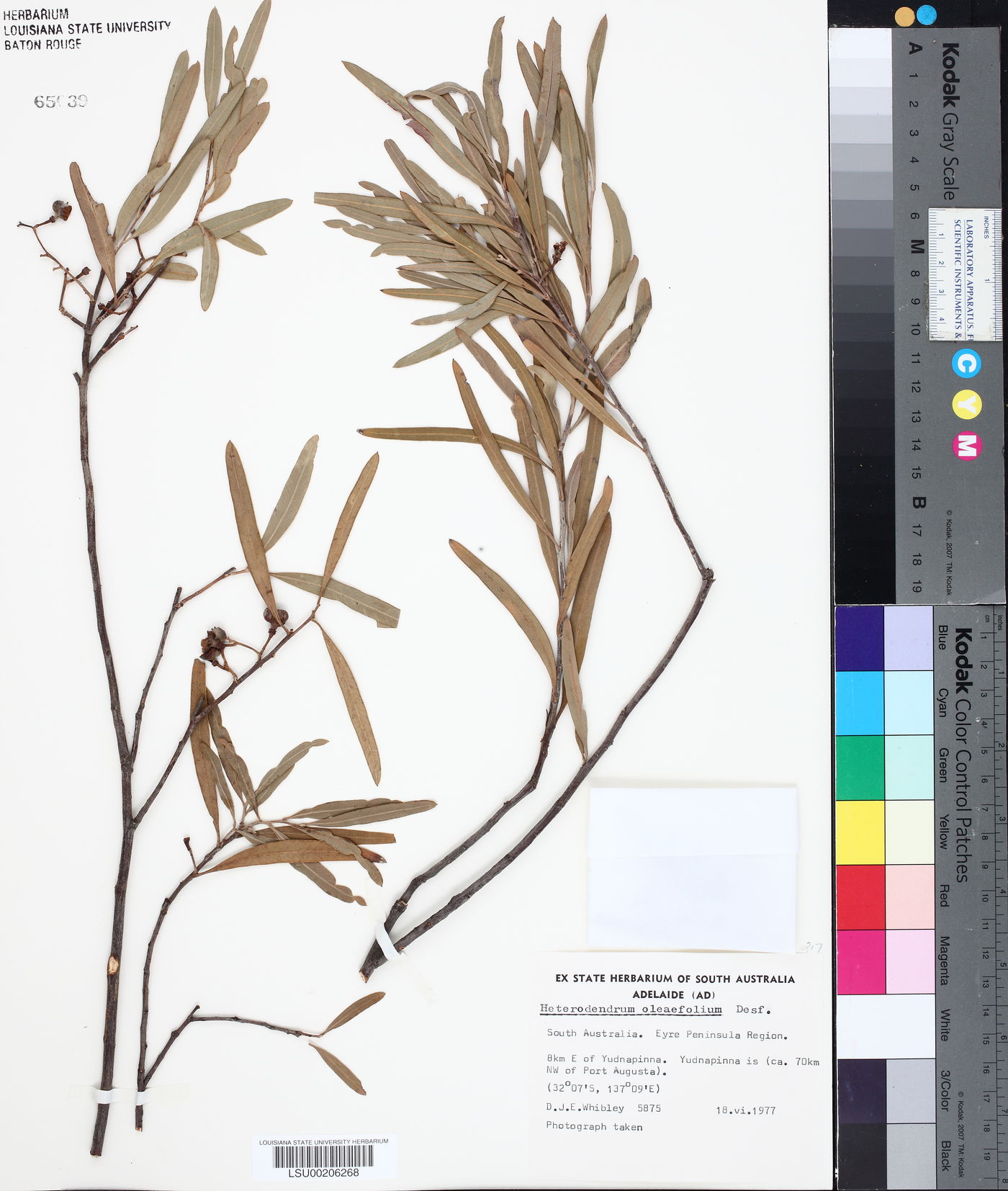 Heterodendrum oleaefolium image