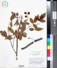 Paullinia elegans subsp. neglecta image
