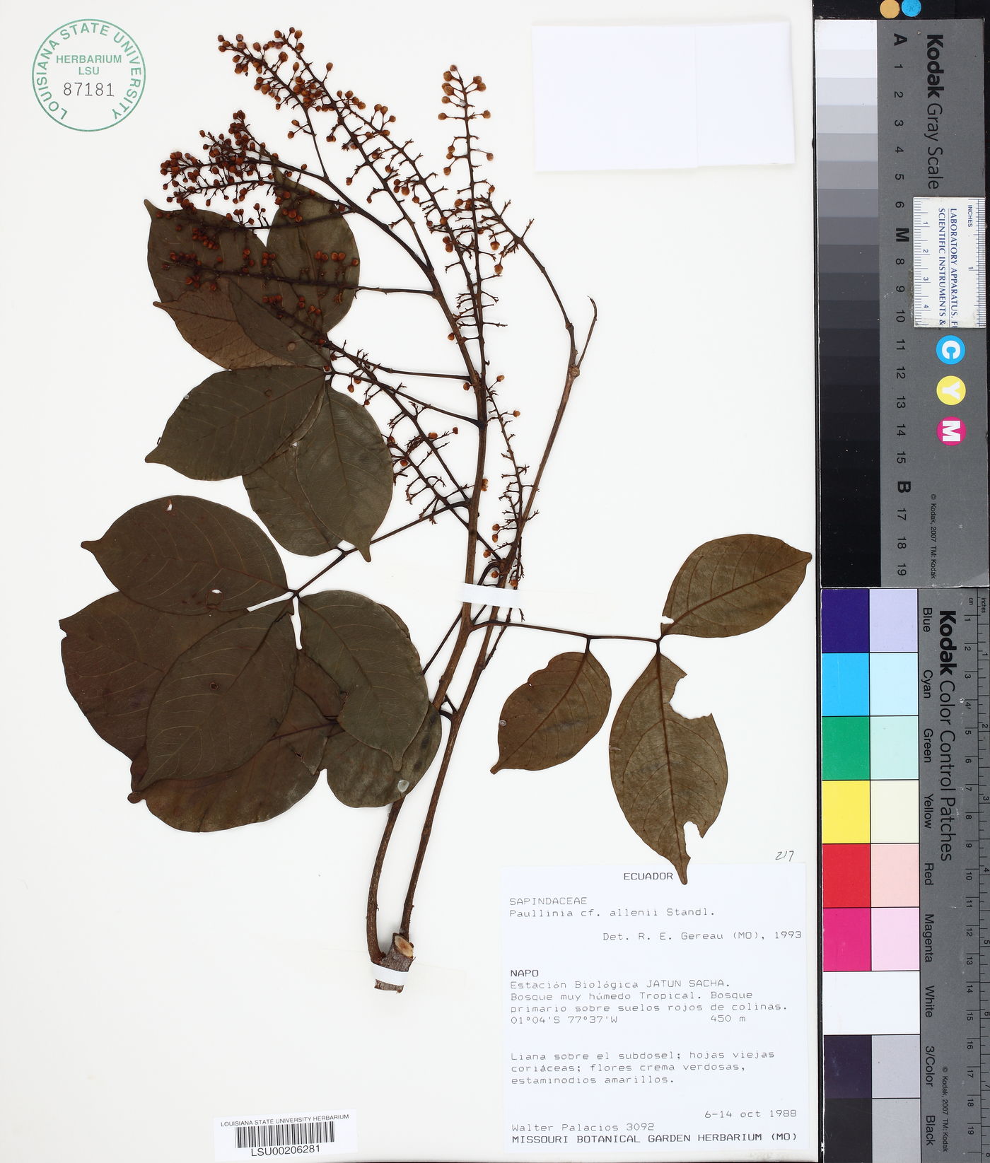 Paullinia allenii image