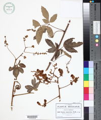 Serjania unguiculata image