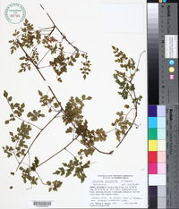 Serjania polyphylla image