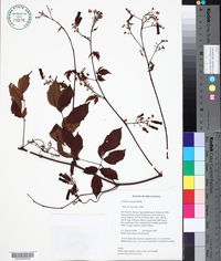 Image of Serjania membranacea