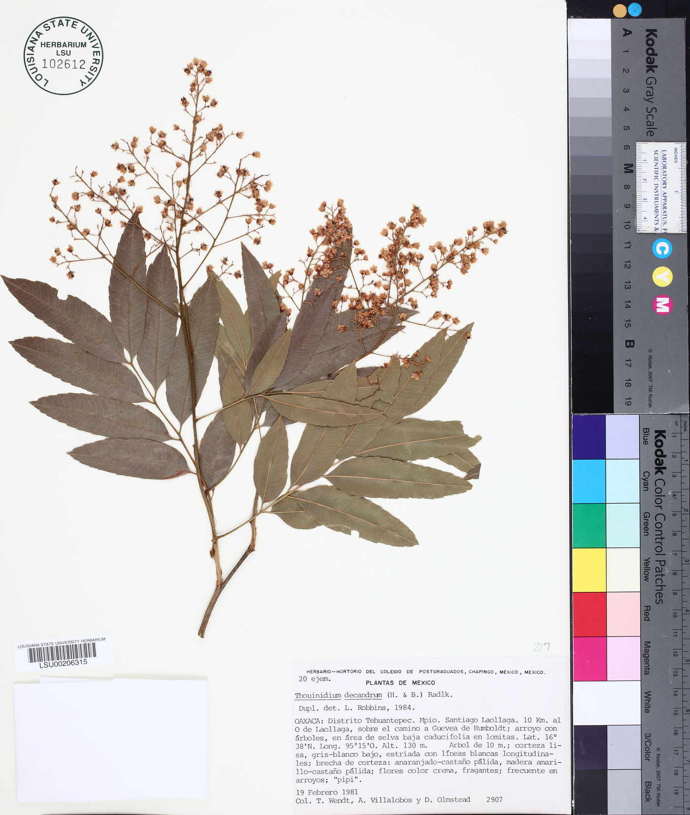 Thouinidium decandrum image