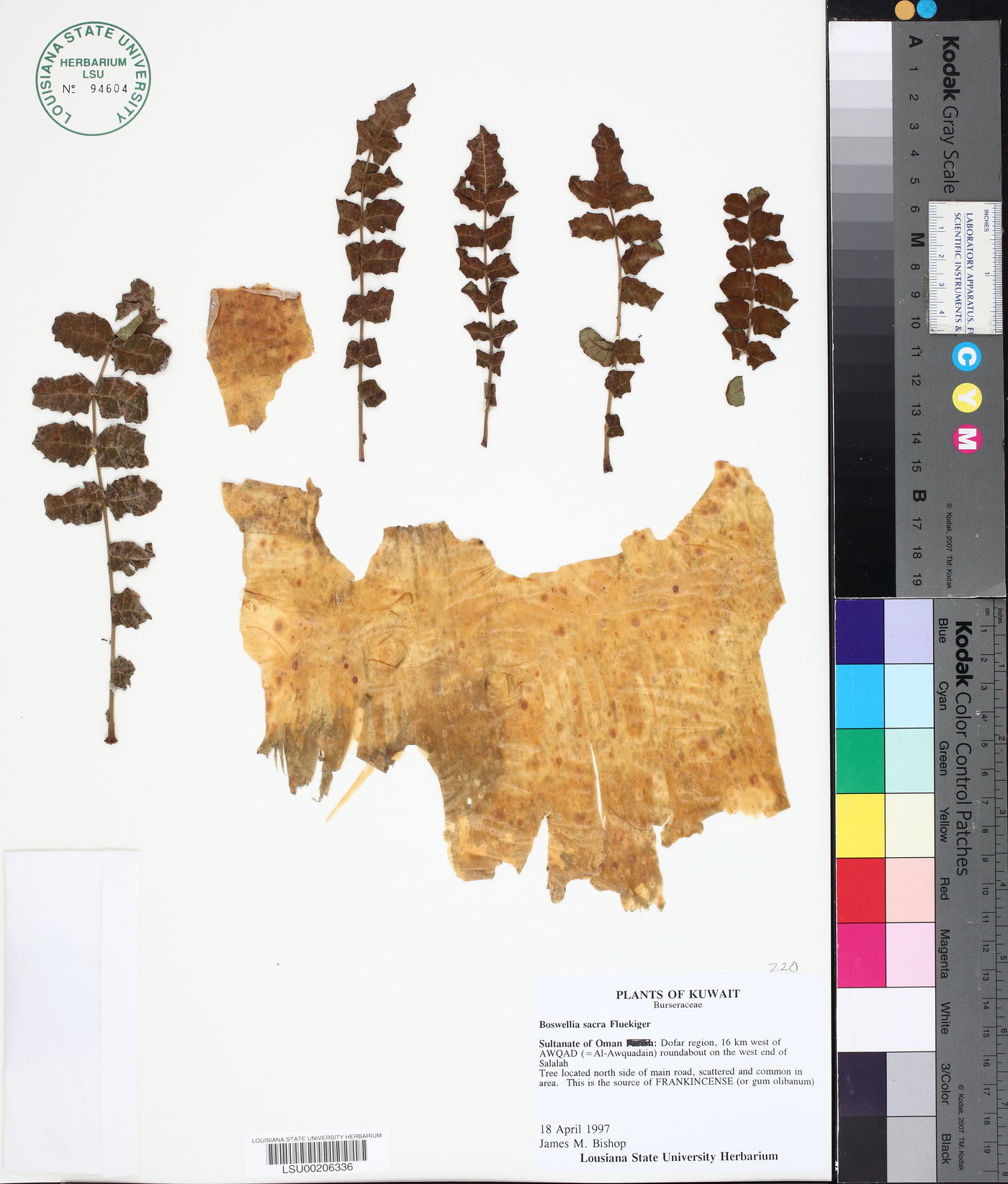 Boswellia sacra image