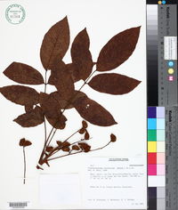 Image of Crepidospermum rhoifolium