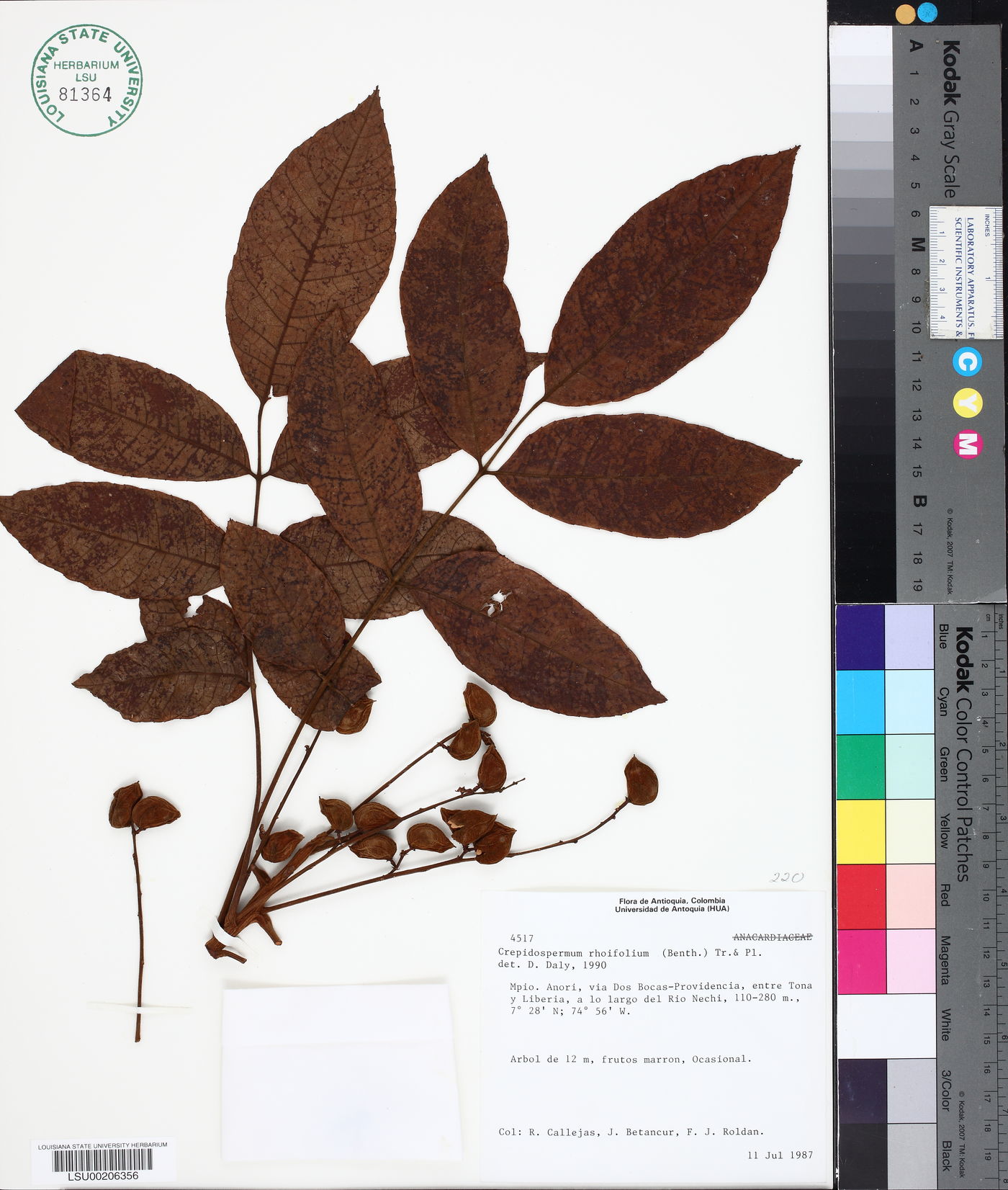 Crepidospermum rhoifolium image
