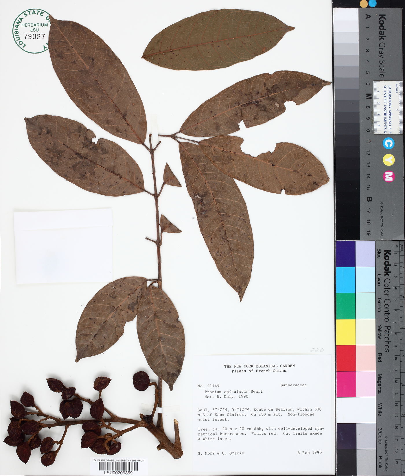 Protium apiculatum image