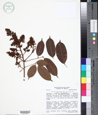 Protium apiculatum image