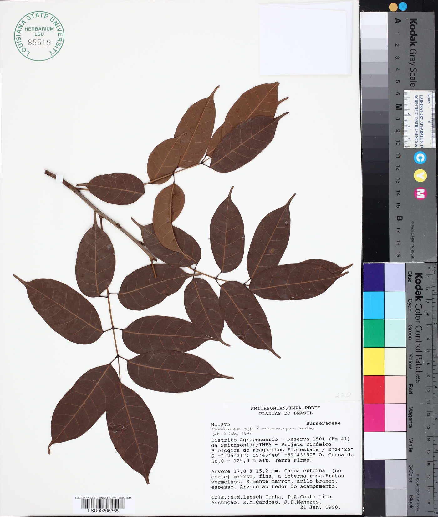 Protium macrocarpum image