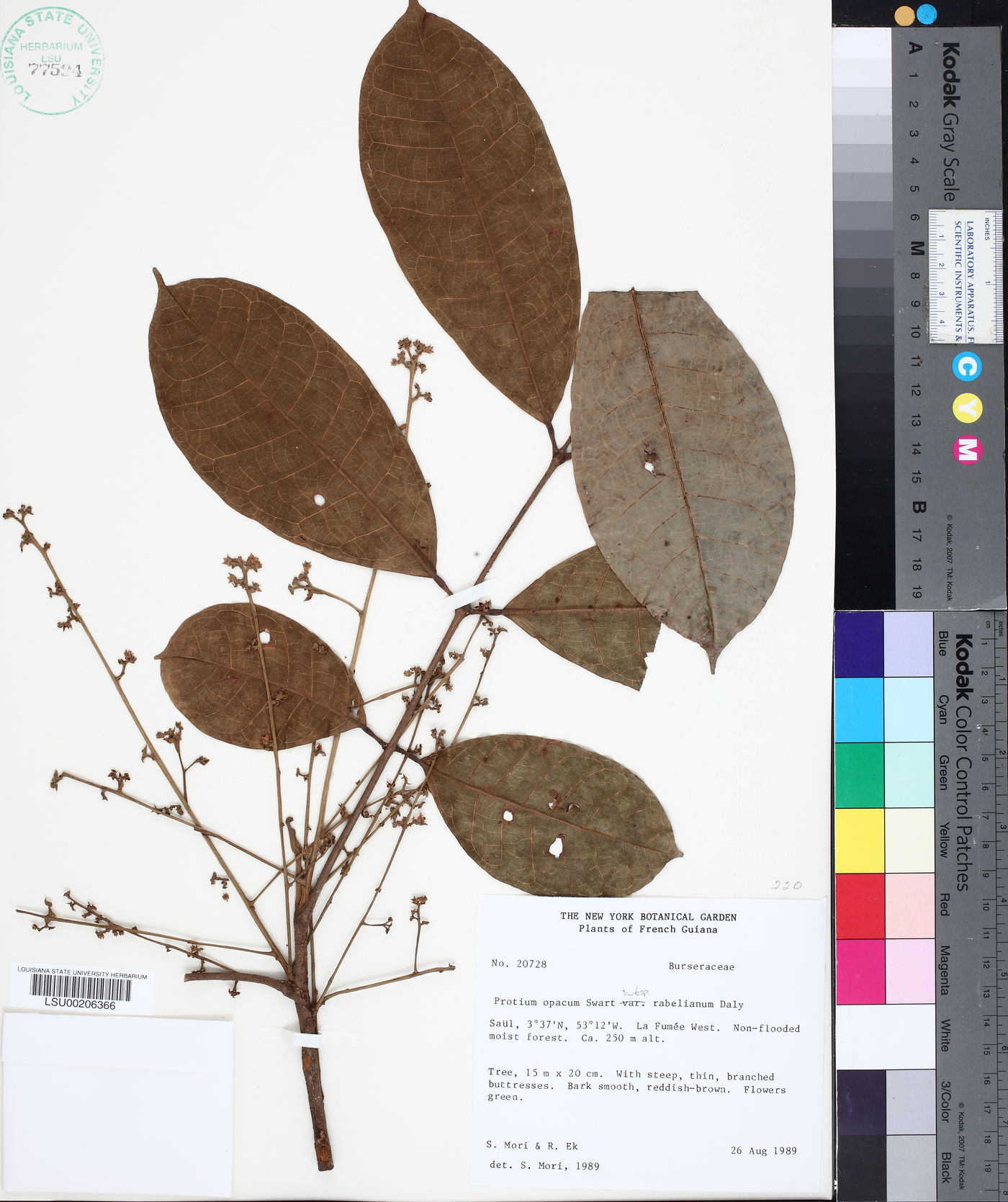 Protium opacum subsp. rabelianum image