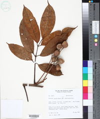 Protium opacum subsp. rabelianum image