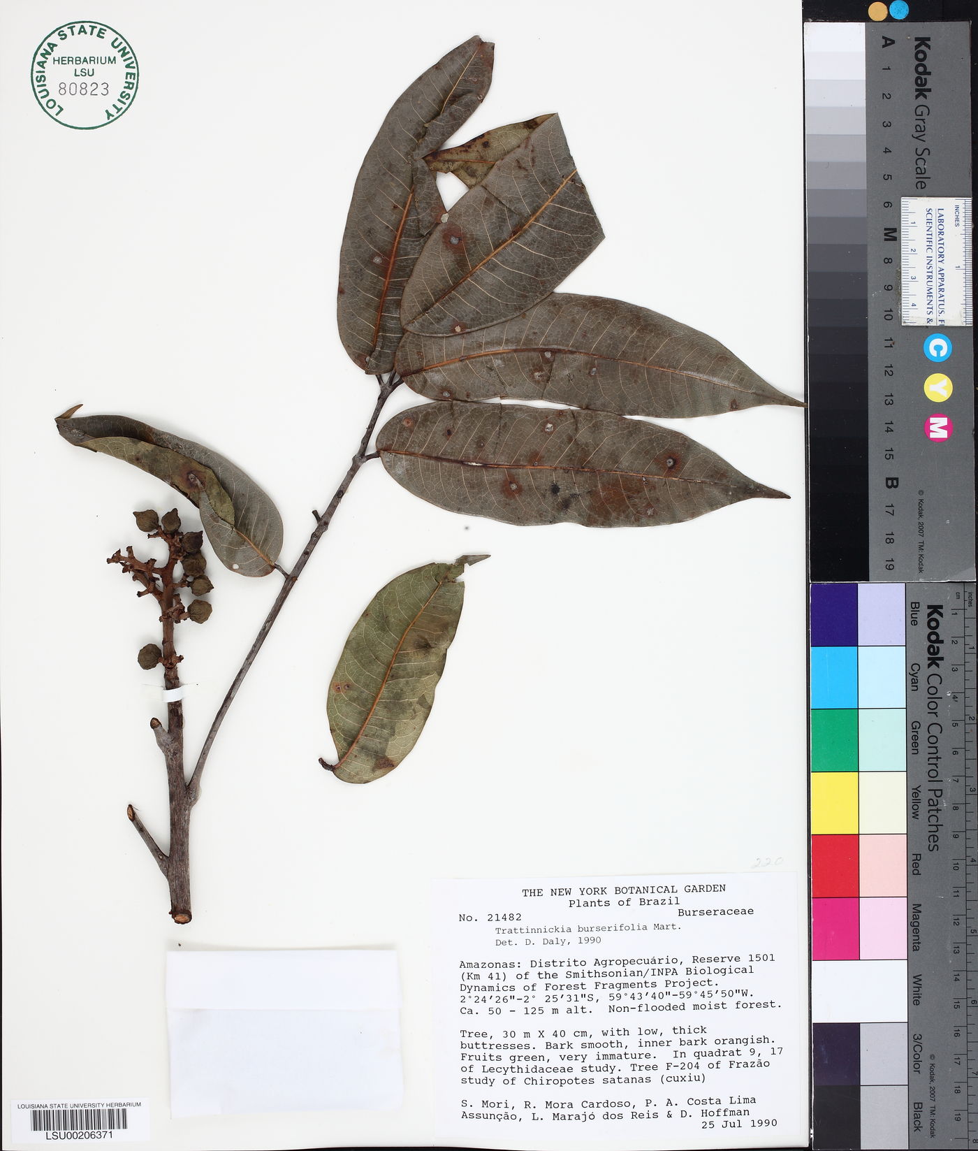 Trattinnickia burserifolia image