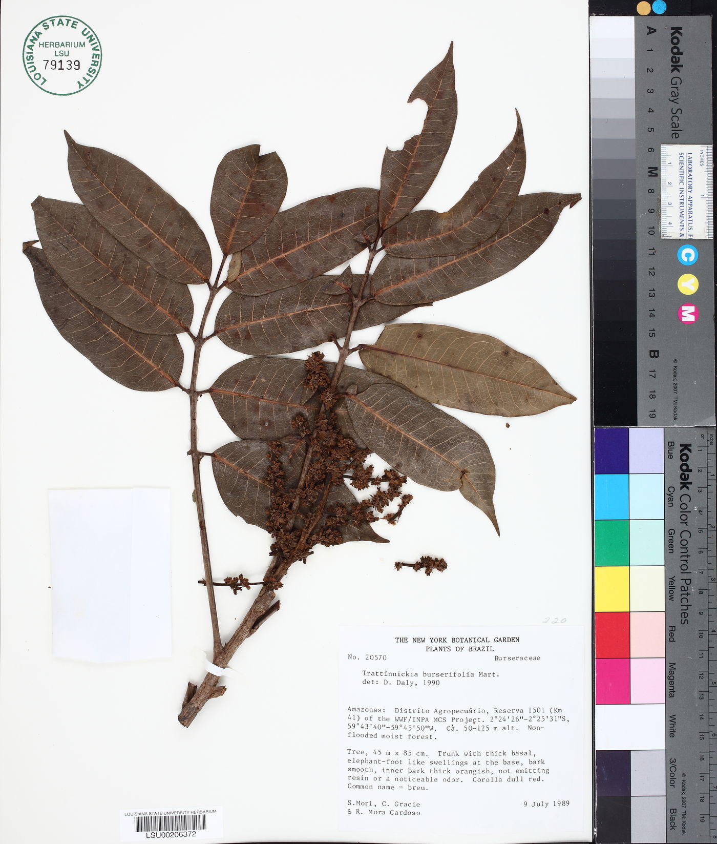 Trattinnickia burserifolia image