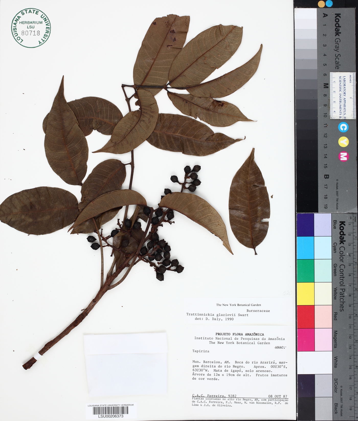 Trattinnickia glaziovii image