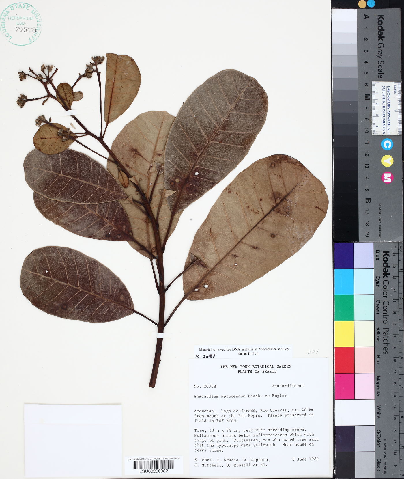 Anacardium spruceanum image