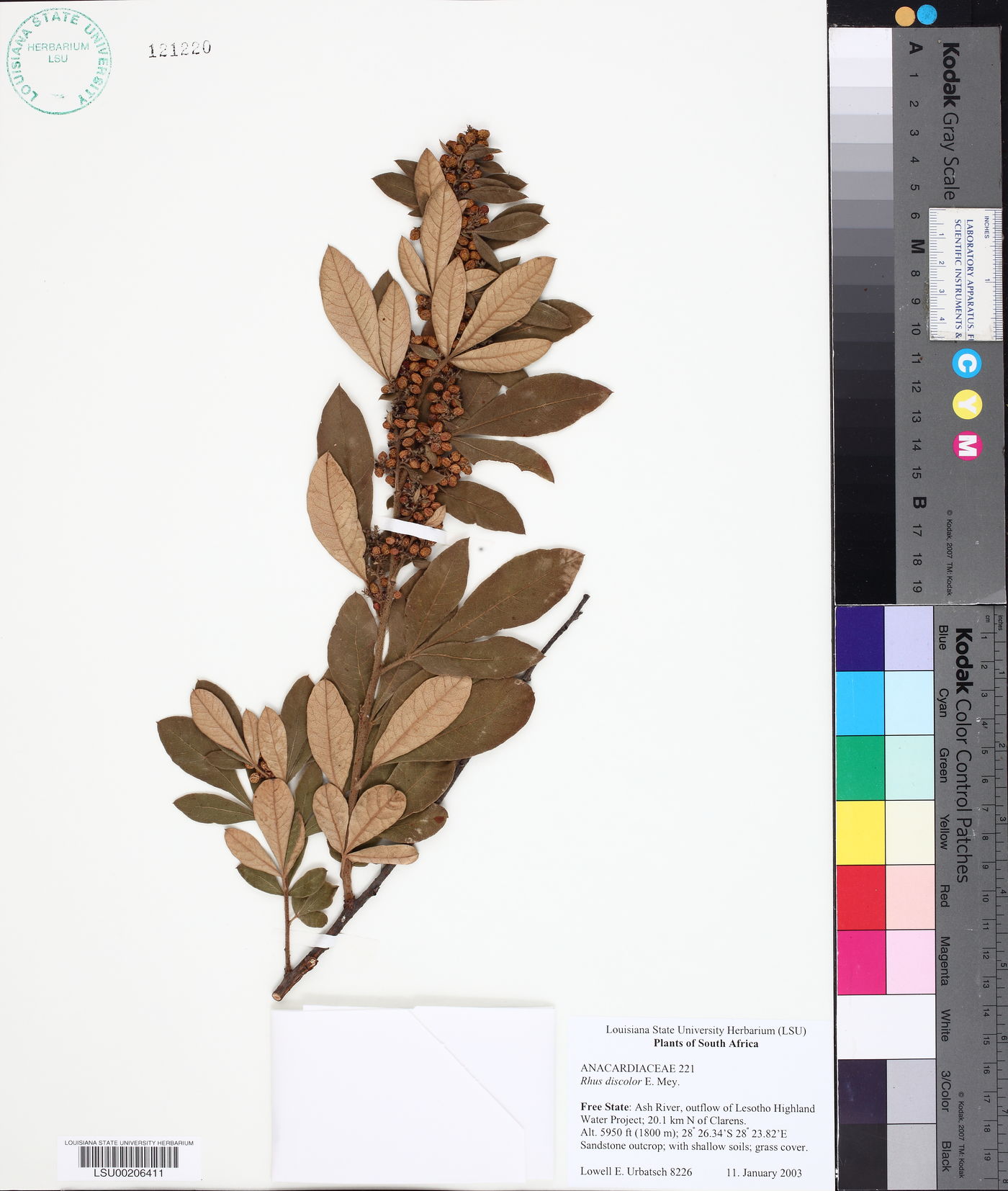 Rhus discolor image