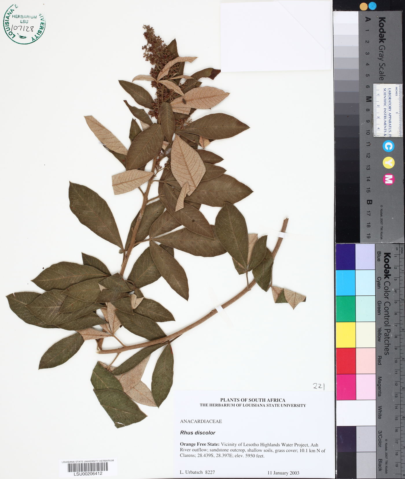 Rhus discolor image