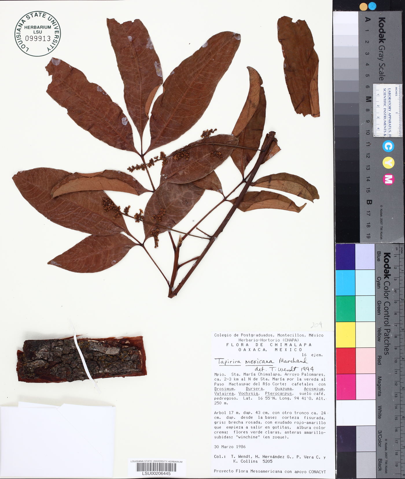 Tapirira mexicana image