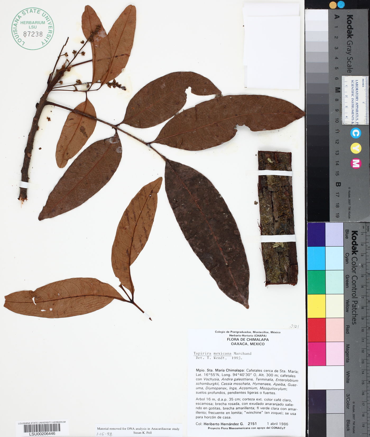 Tapirira mexicana image