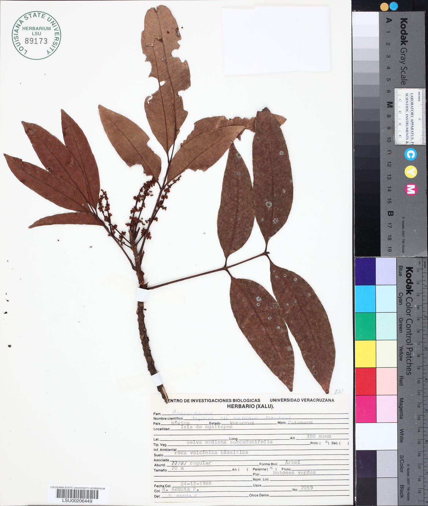 Tapirira mexicana image