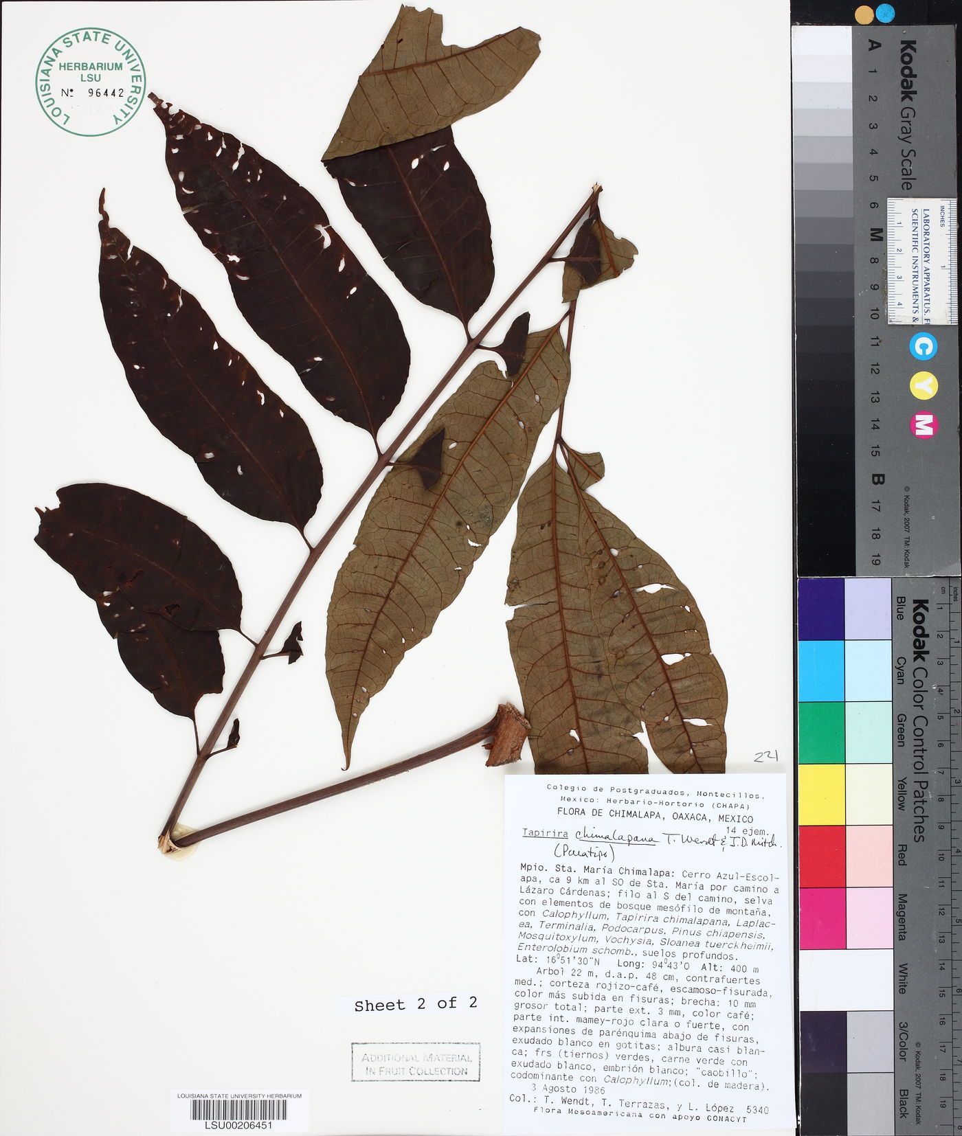 Tapirira chimalapana image