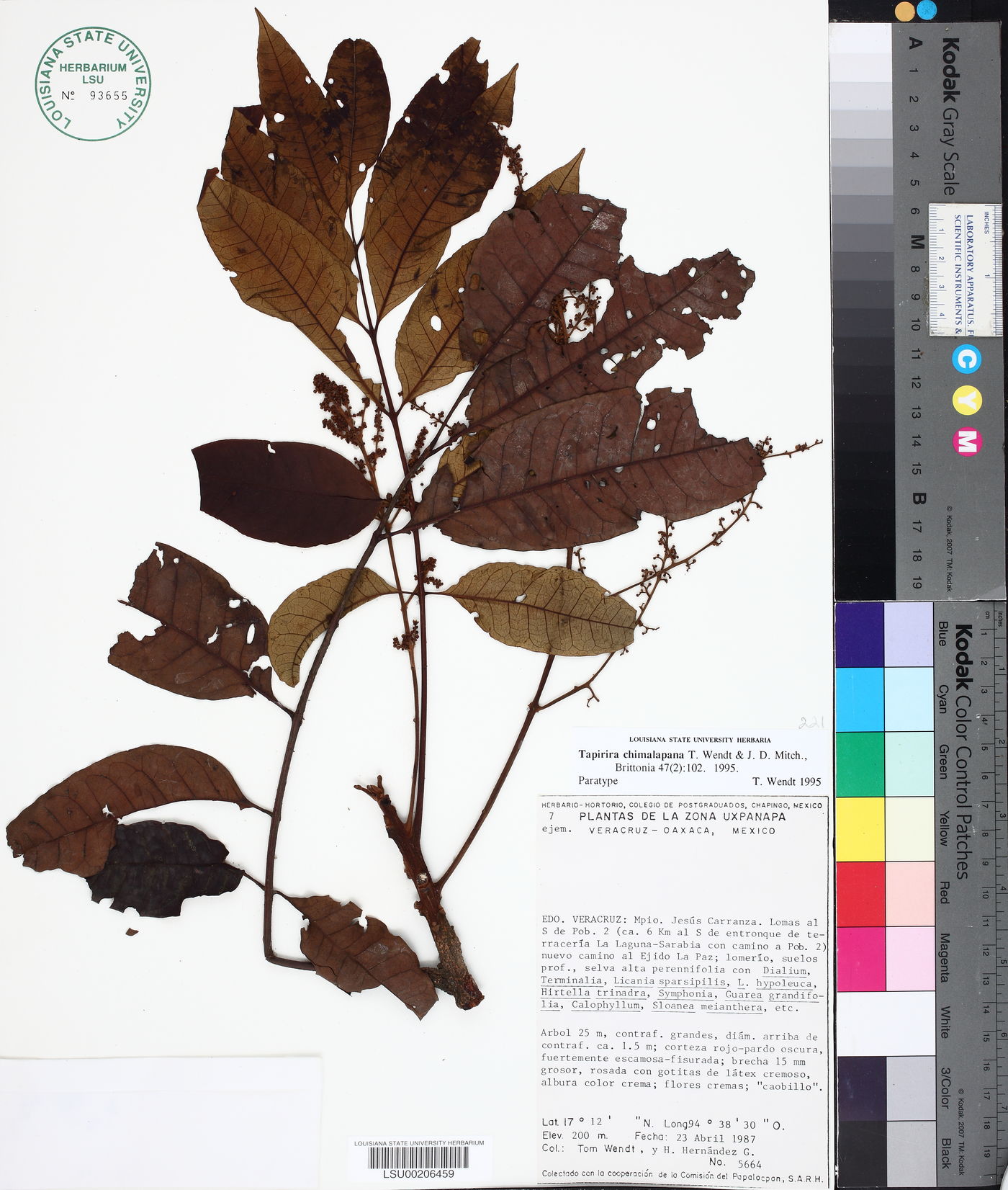 Tapirira chimalapana image