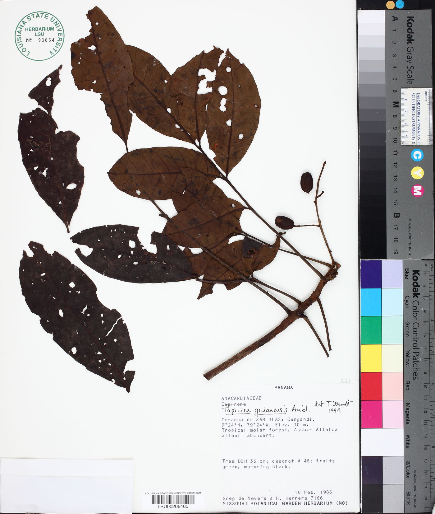 Tapirira guianensis image