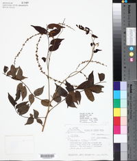 Picramnia antidesma subsp. fessonia image