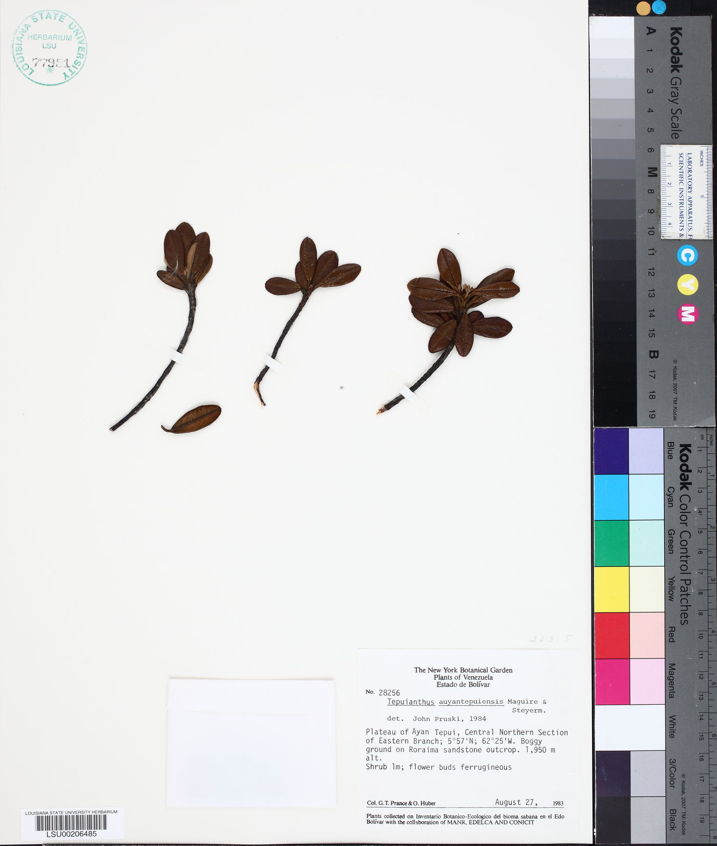Tepuianthus image