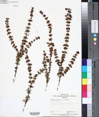 Image of Boronia albiflora