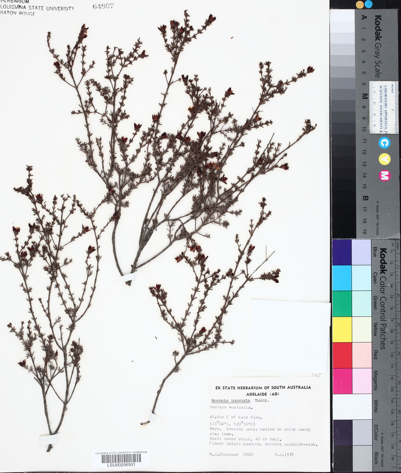 Boronia inornata image