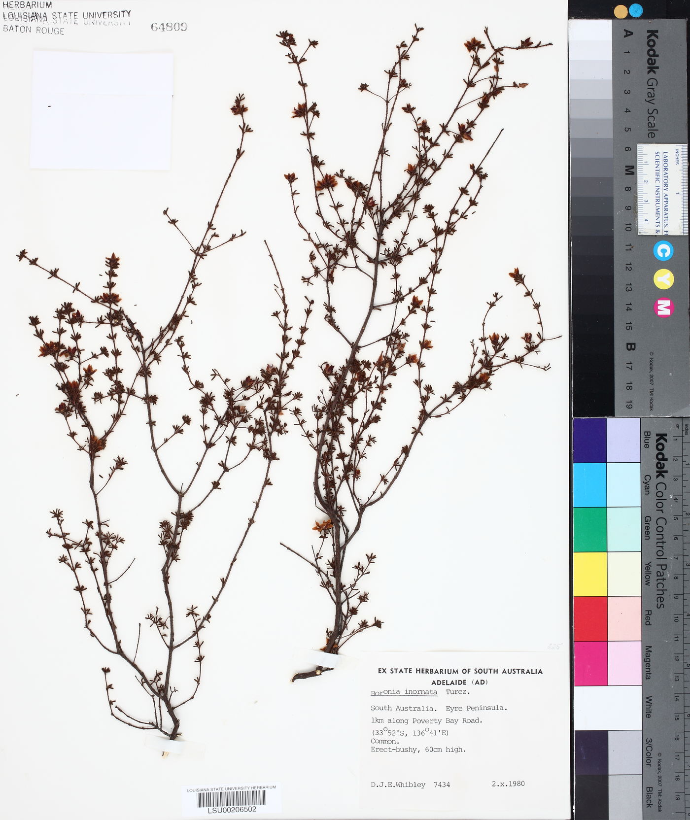 Boronia inornata image