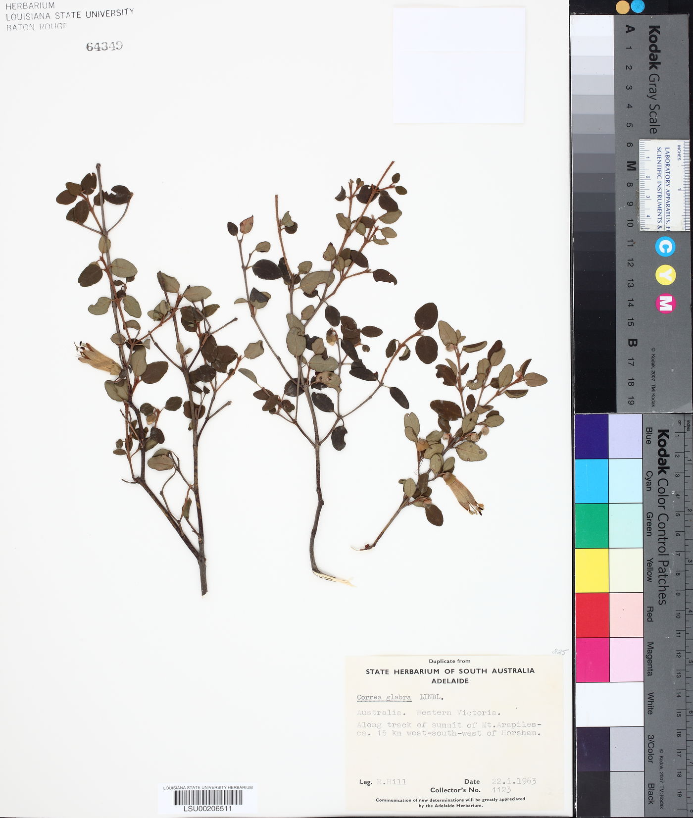Correa glabra image