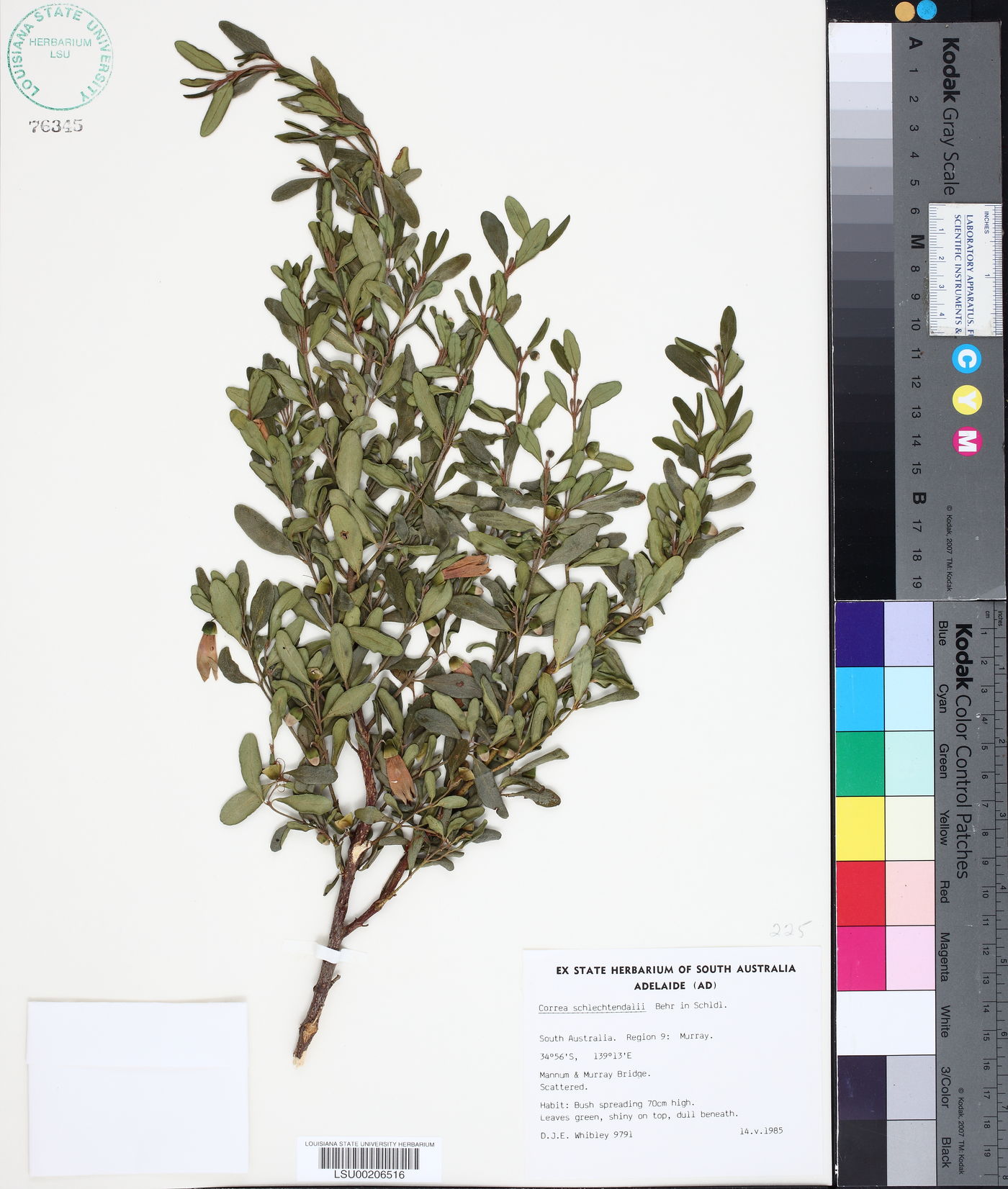 Correa glabra image