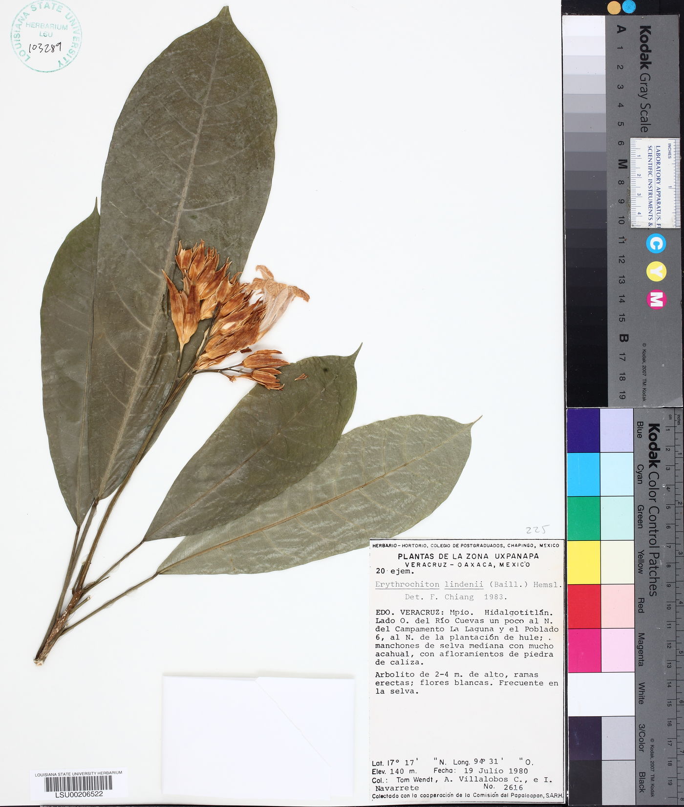 Toxosiphon lindenii image