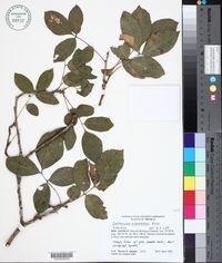 Zanthoxylum arborescens image