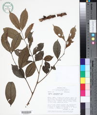 Image of Guarea macrophylla