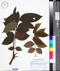 Swietenia macrophylla image