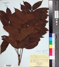 Swietenia macrophylla image