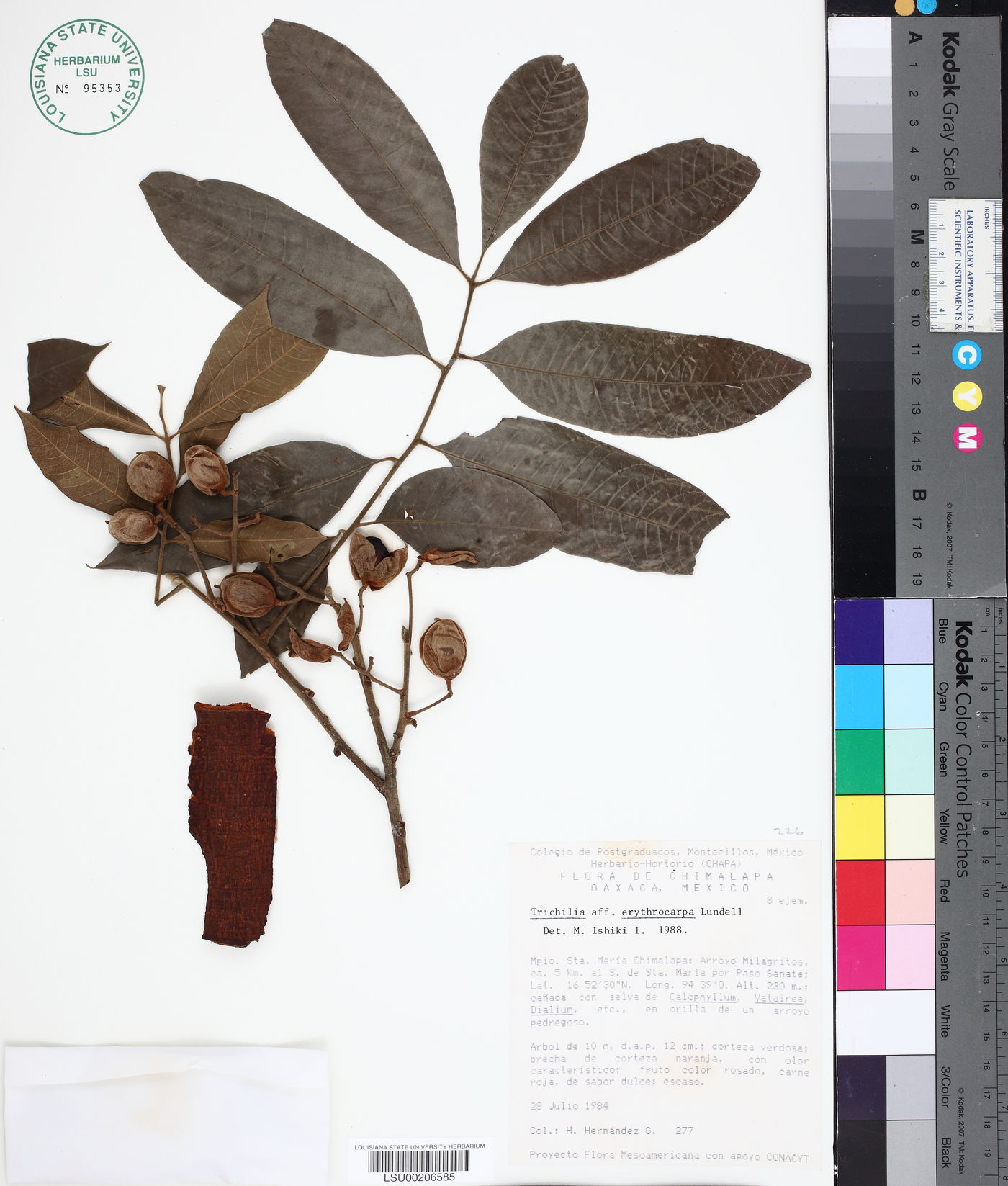 Trichilia erythrocarpa image