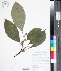 Trichilia breviflora image