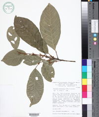 Trichilia breviflora image