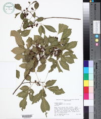 Trichilia trifolia image