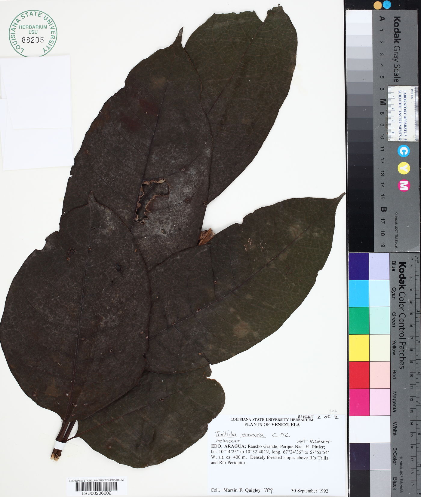 Trichilia euneura image