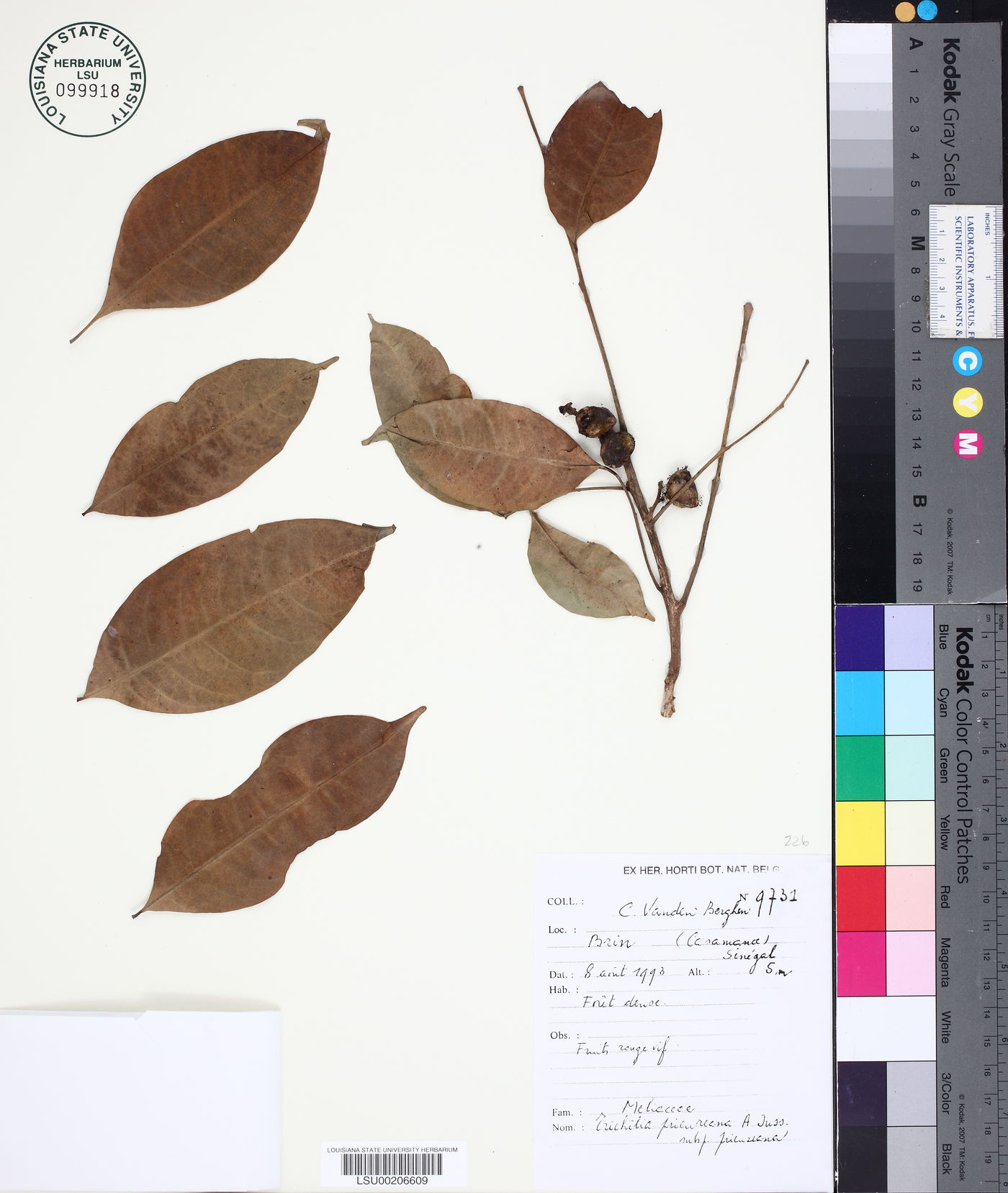 Trichilia prieureana subsp. prieureana image