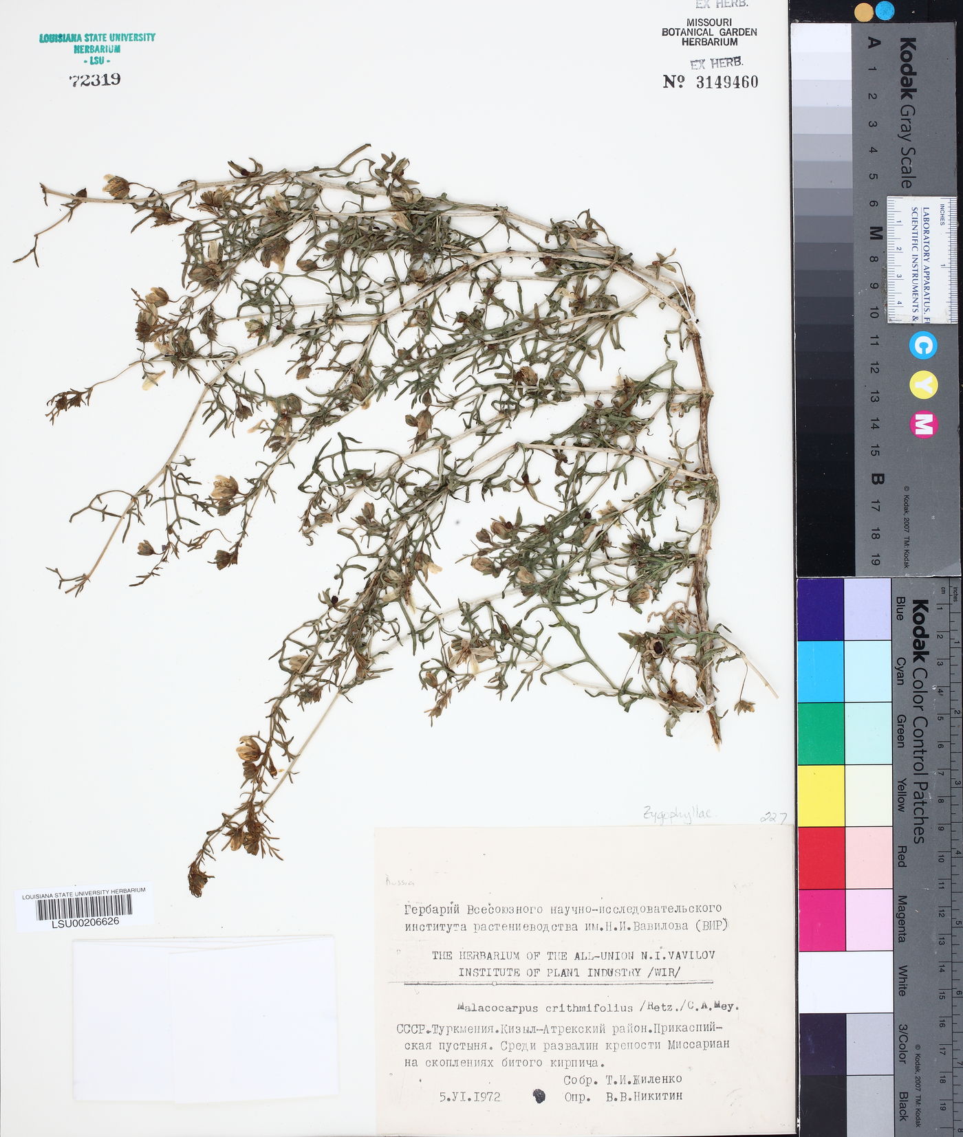 Malacocarpus image