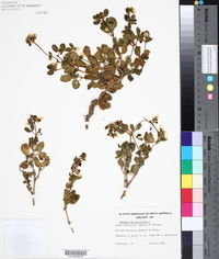 Image of Roepera apiculata