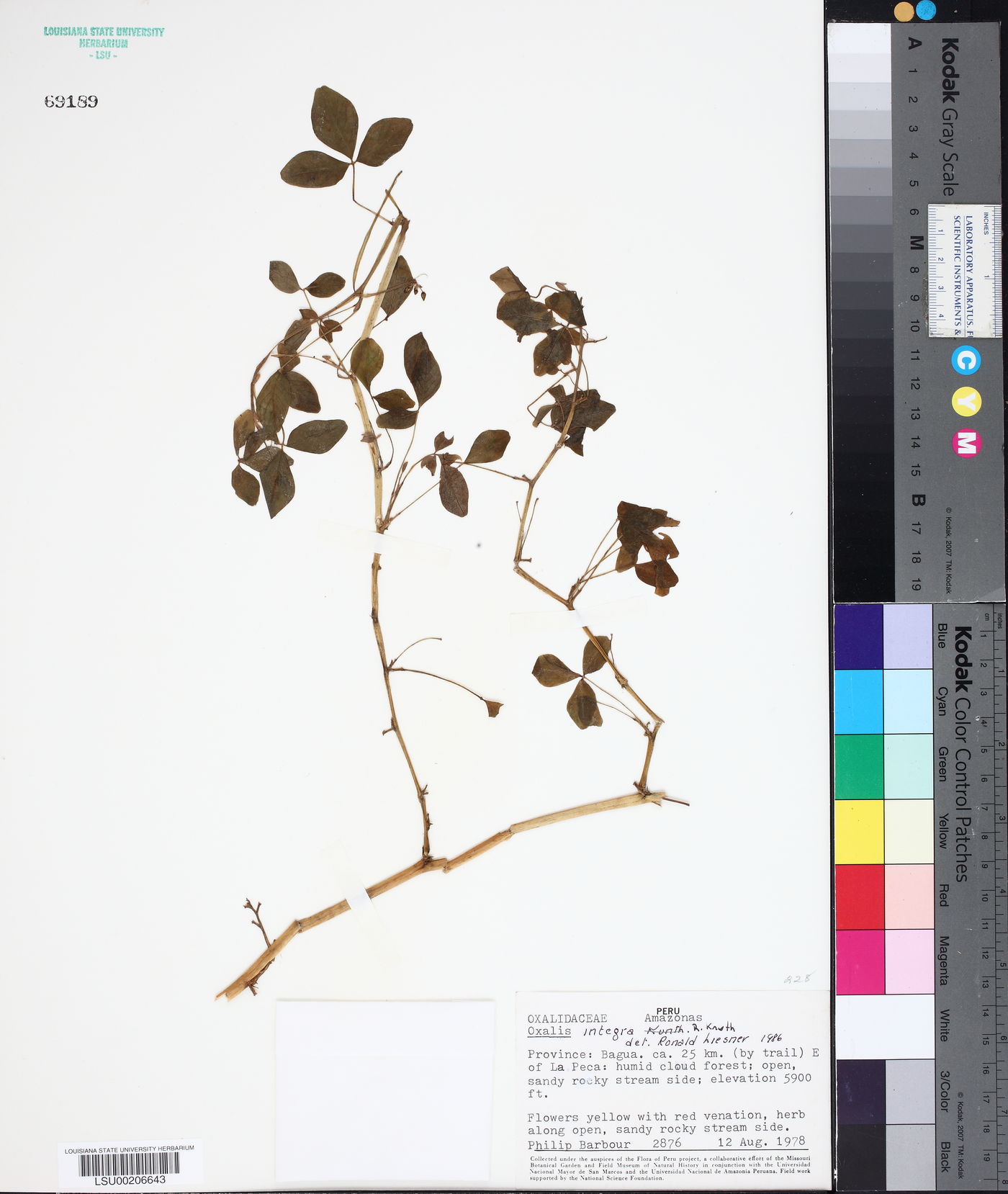 Oxalis integra image