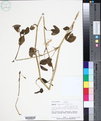 Image of Oxalis longissima