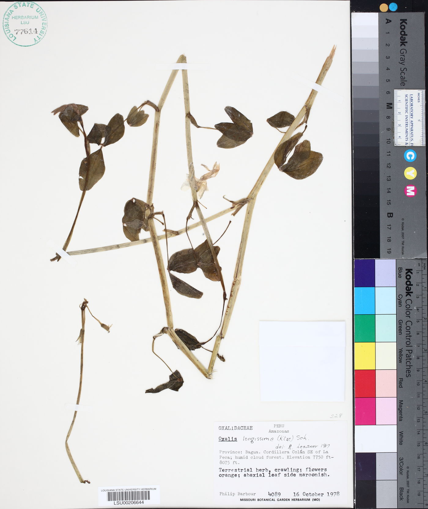Oxalis longissima image